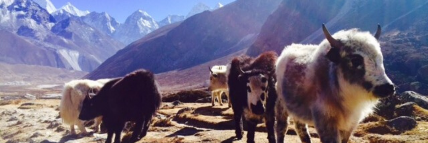 Trek Everest | Nepal Trekking