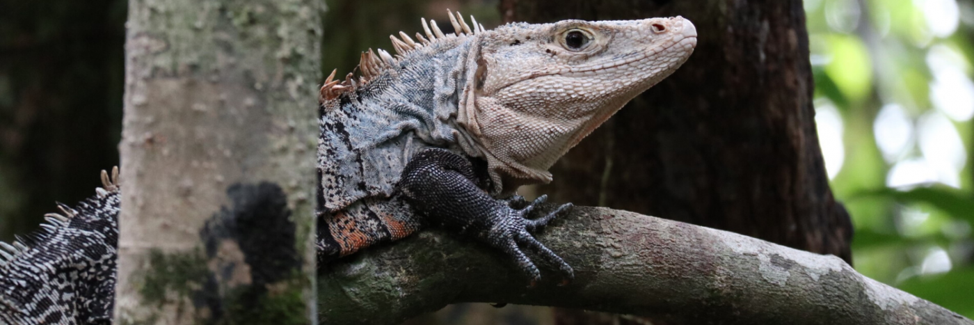 Jungle Wildlife in Costa Rica