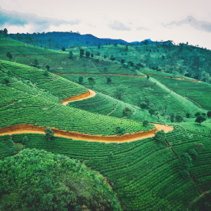 Top to Tail Sri Lanka Cycling Challenge