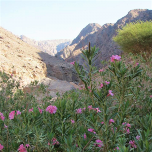 Trek to Ancient Petra, Jordan